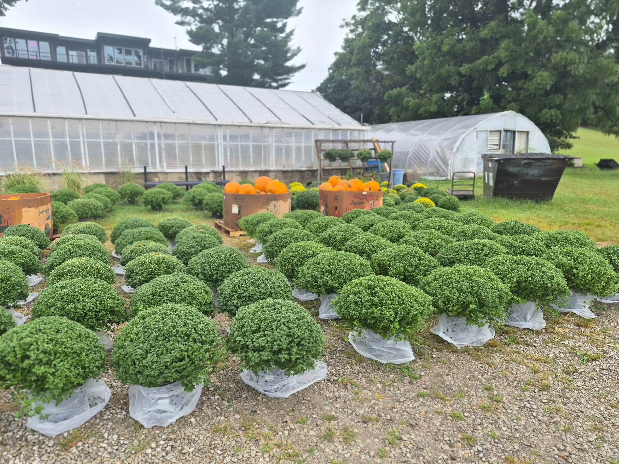 Fall mums and pumpkins at Stauffer’s Farm & Greenhouse in Belpre, Ohio