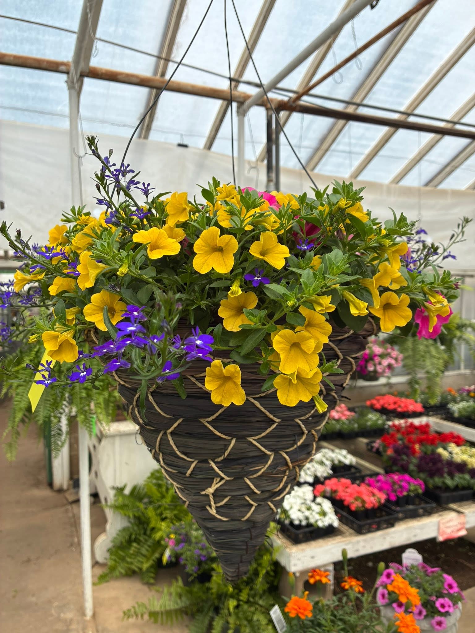 Yellow, purple and pink flowers in a hanging basket at Stauffer’s greenhouse